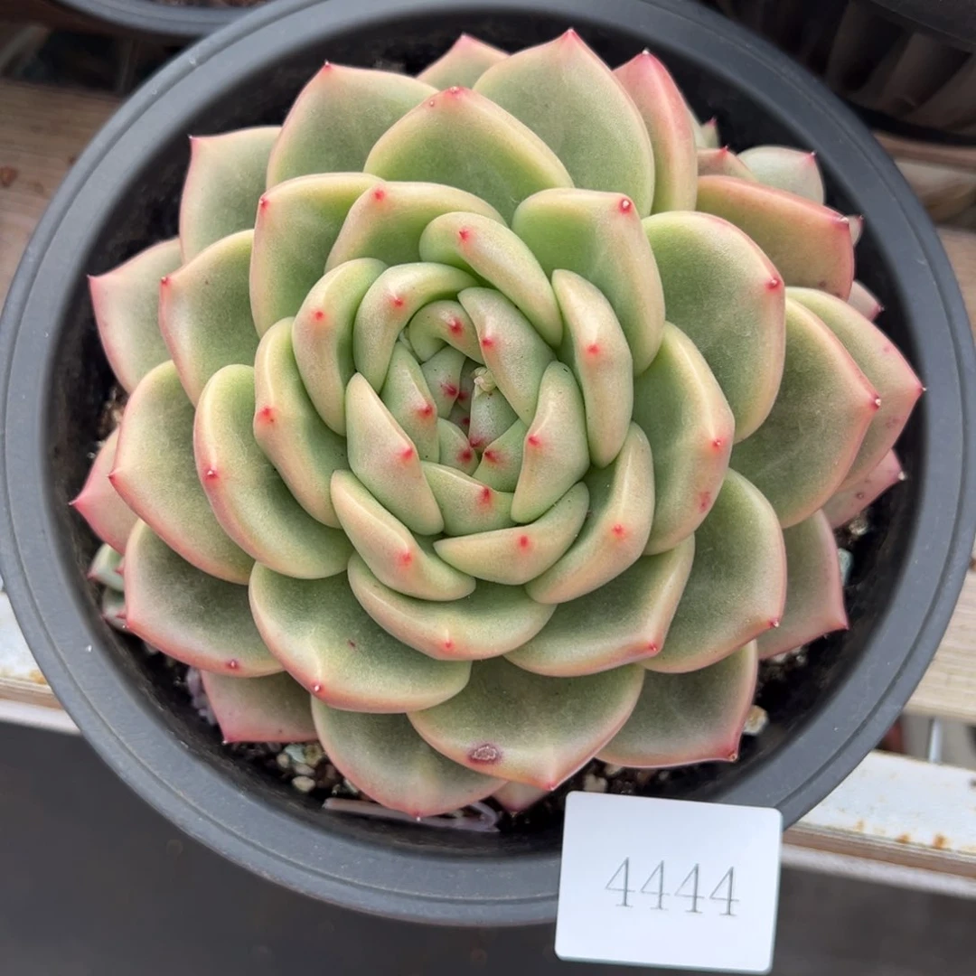 ༺***༻4444肉肉肉肉肉肉肉肉肉