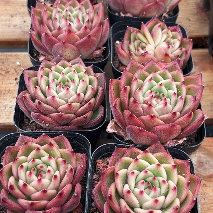 两盆        绿茵