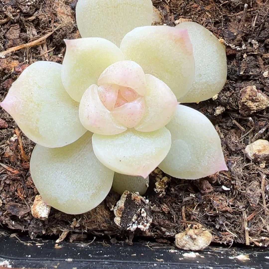 552号白昼晗雨多肉