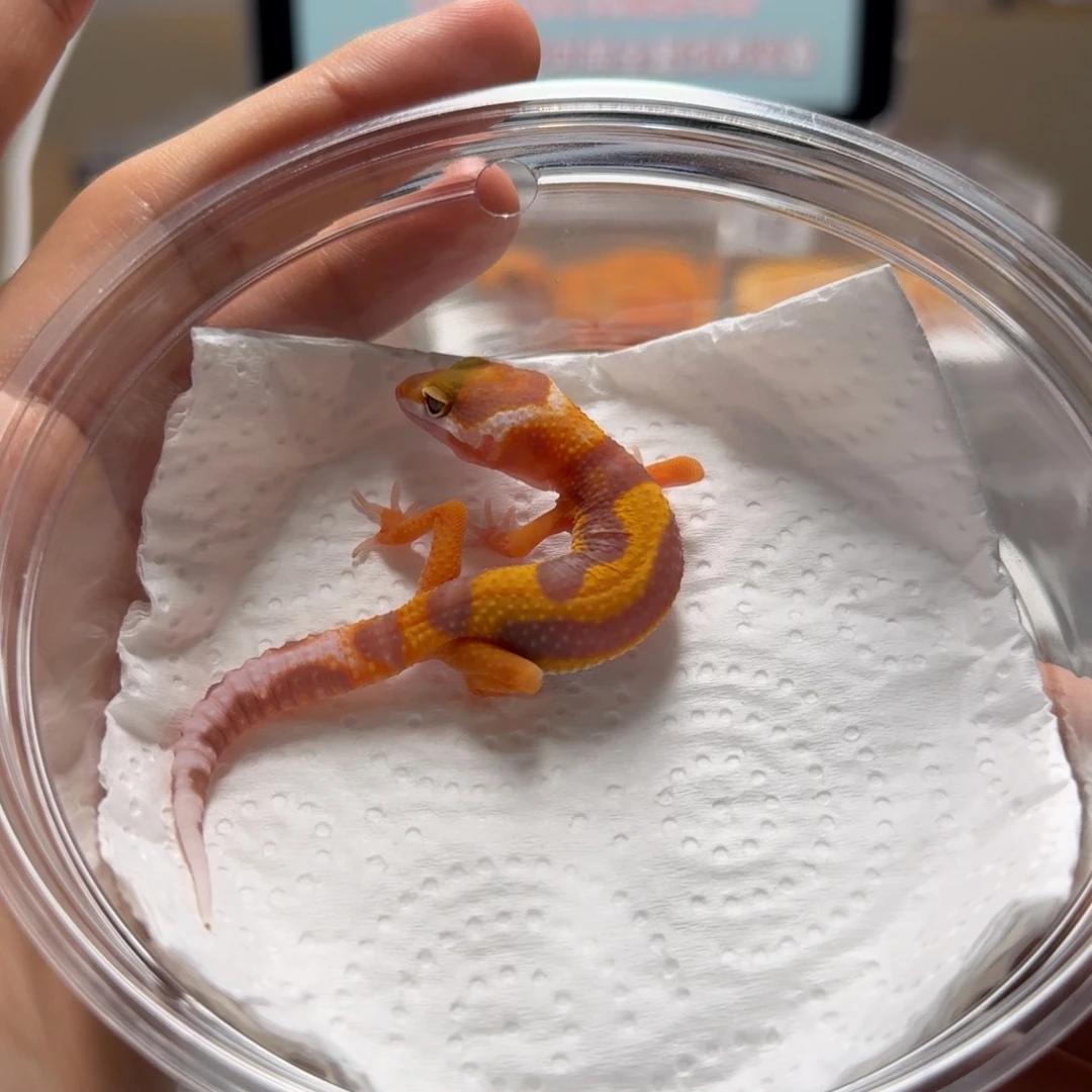 豹纹守宫暴龙母温