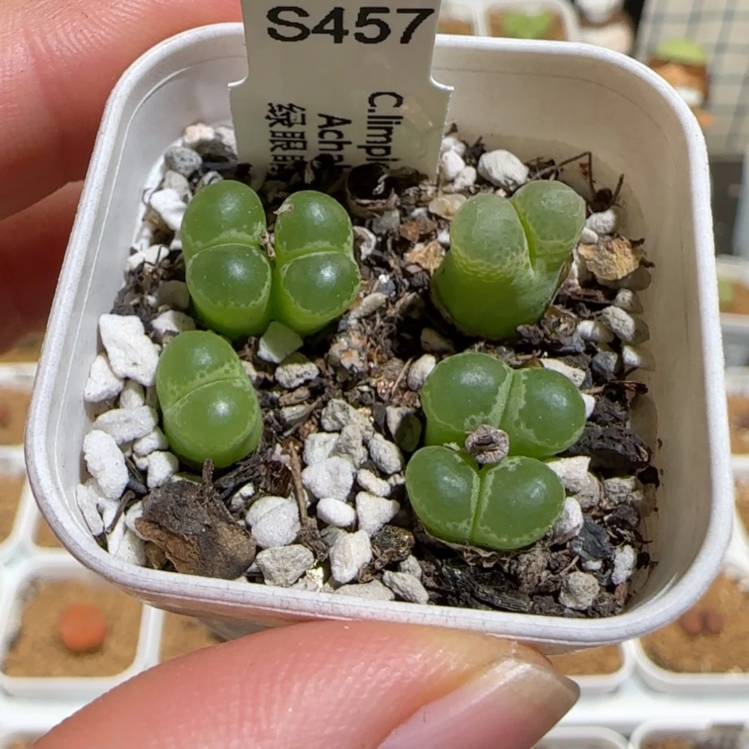 肉锥多肉植物组合-绿眼睛320