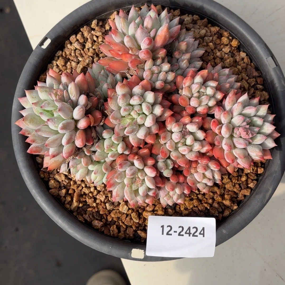 2424明珠美人多肉植物