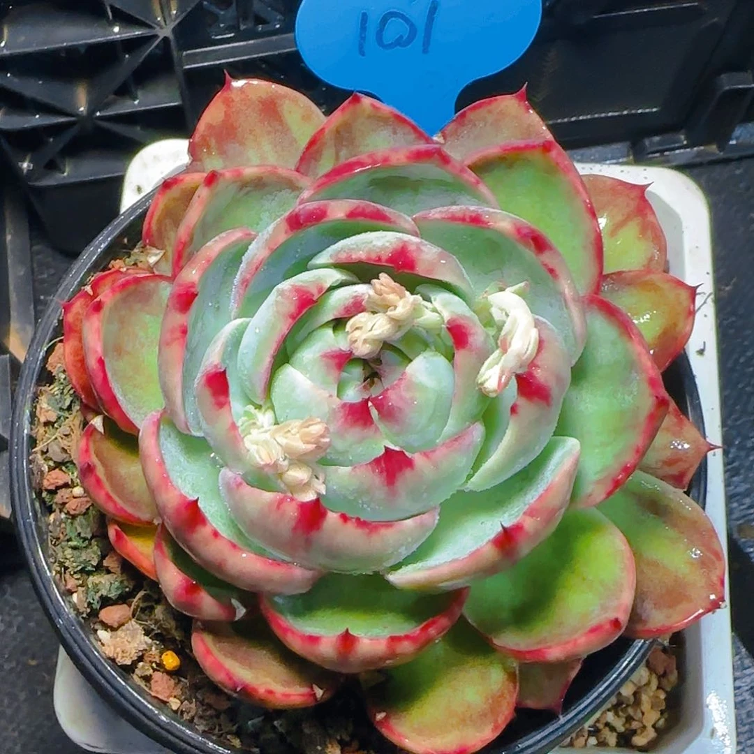 惊鸿仙子一物一拍101号