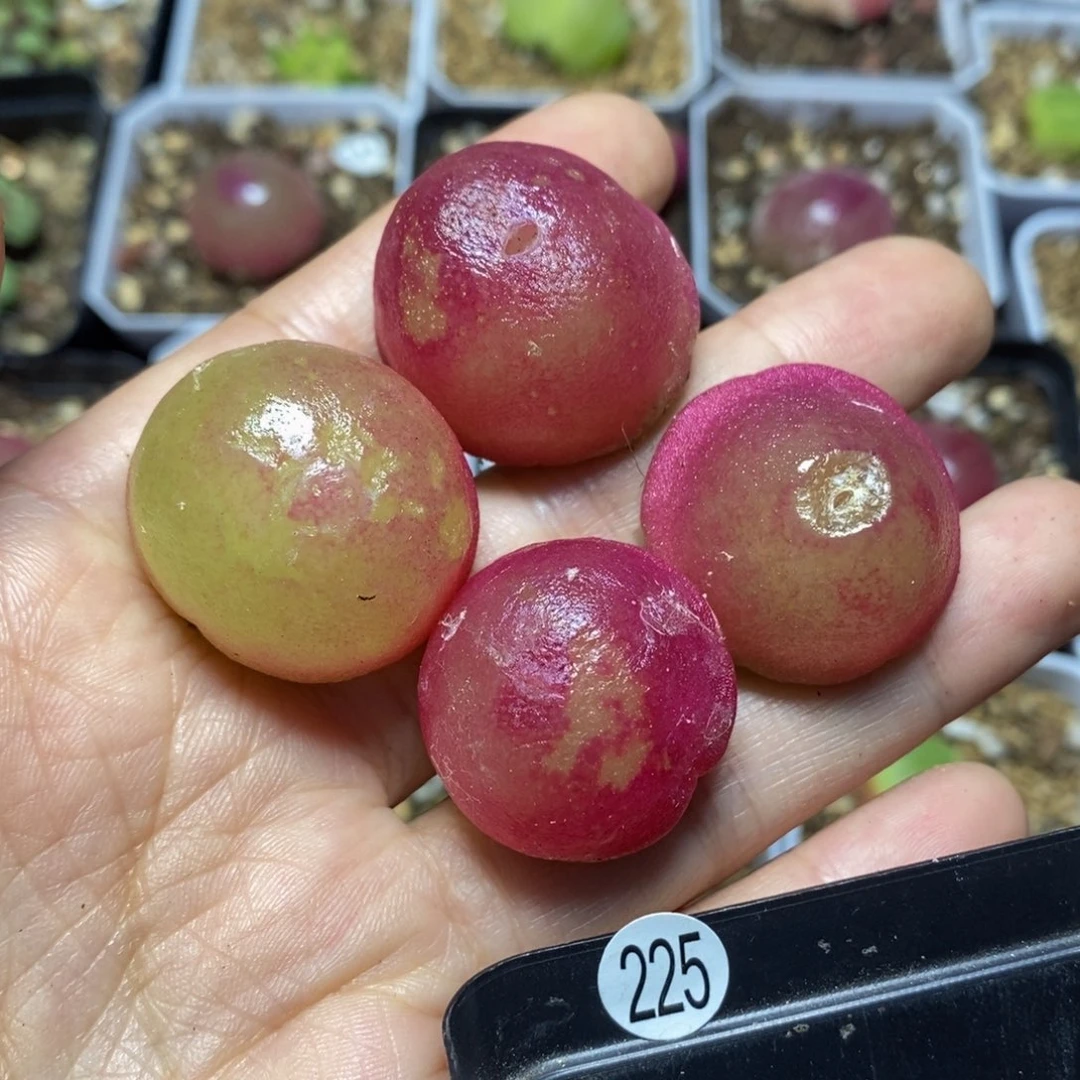 有疤灯泡2.4-2.8cm多肉植物225