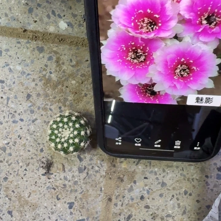 10丽花魅影歪3公分左右无根侧牙，20包邮