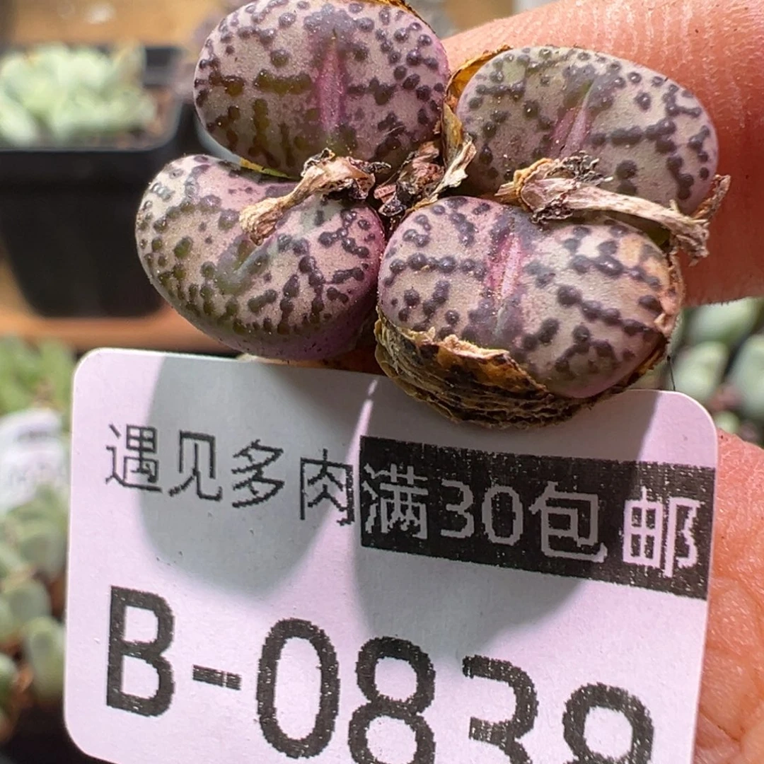 多肉植物111111111111