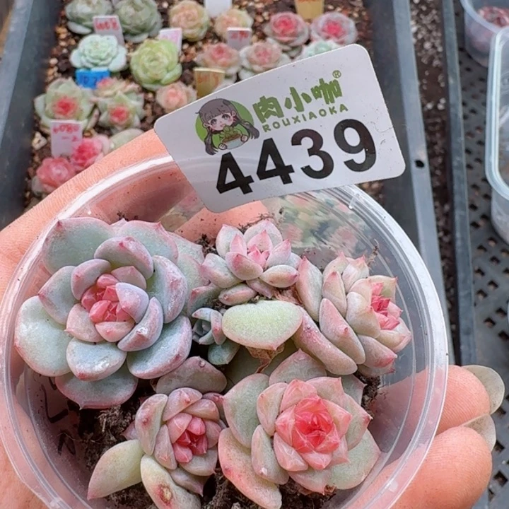 多肉植物多肉植物