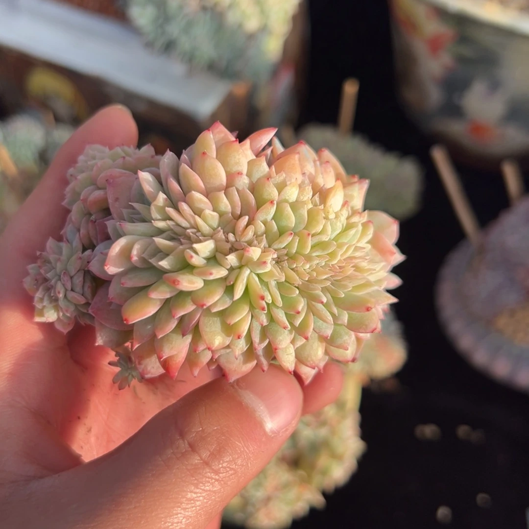 新年快乐 新年快乐