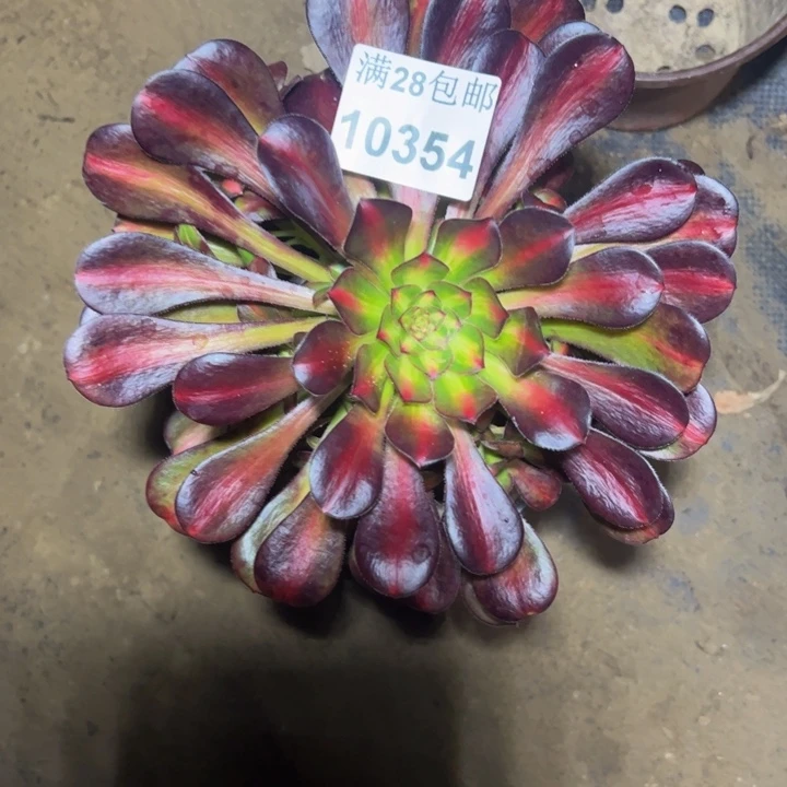 10354晚霞多肉植物