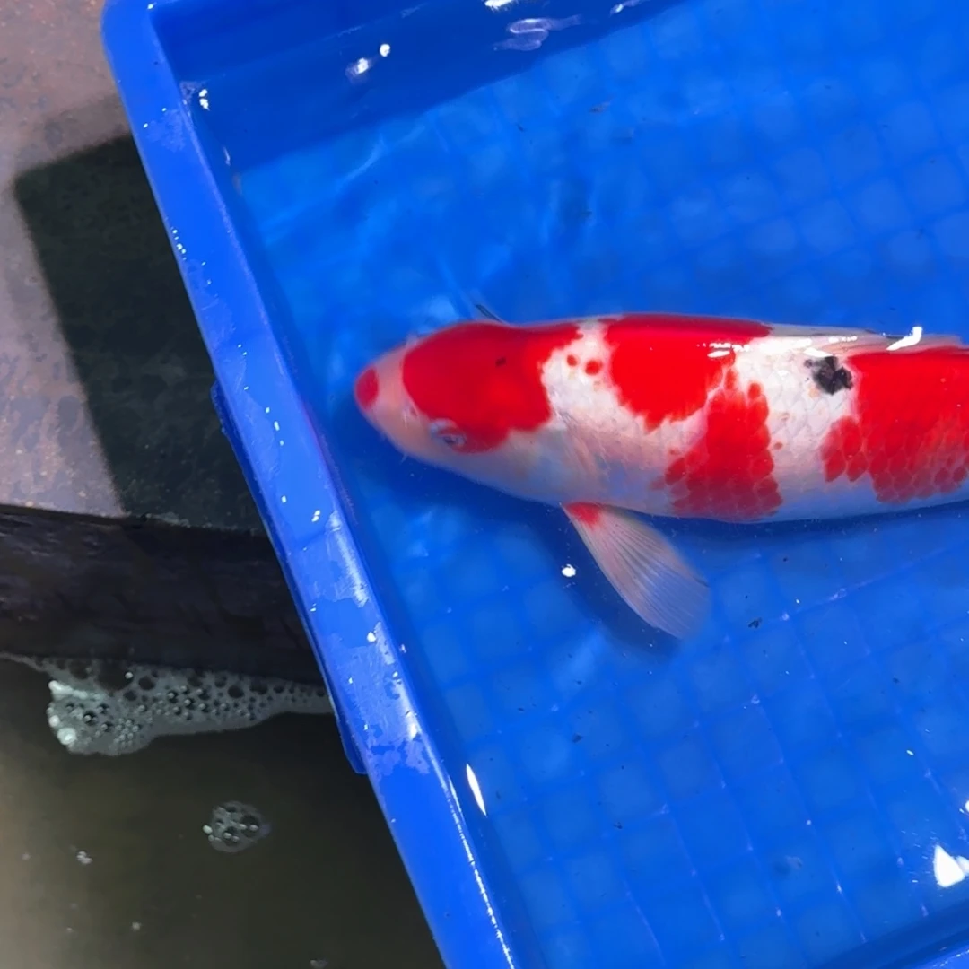 锦鲤精品锦鲤包邮包损