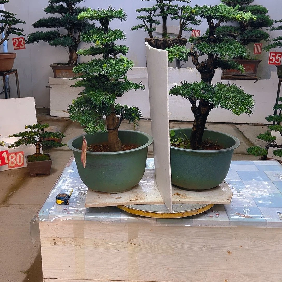 无花朵罗汉松两盆放漏价格