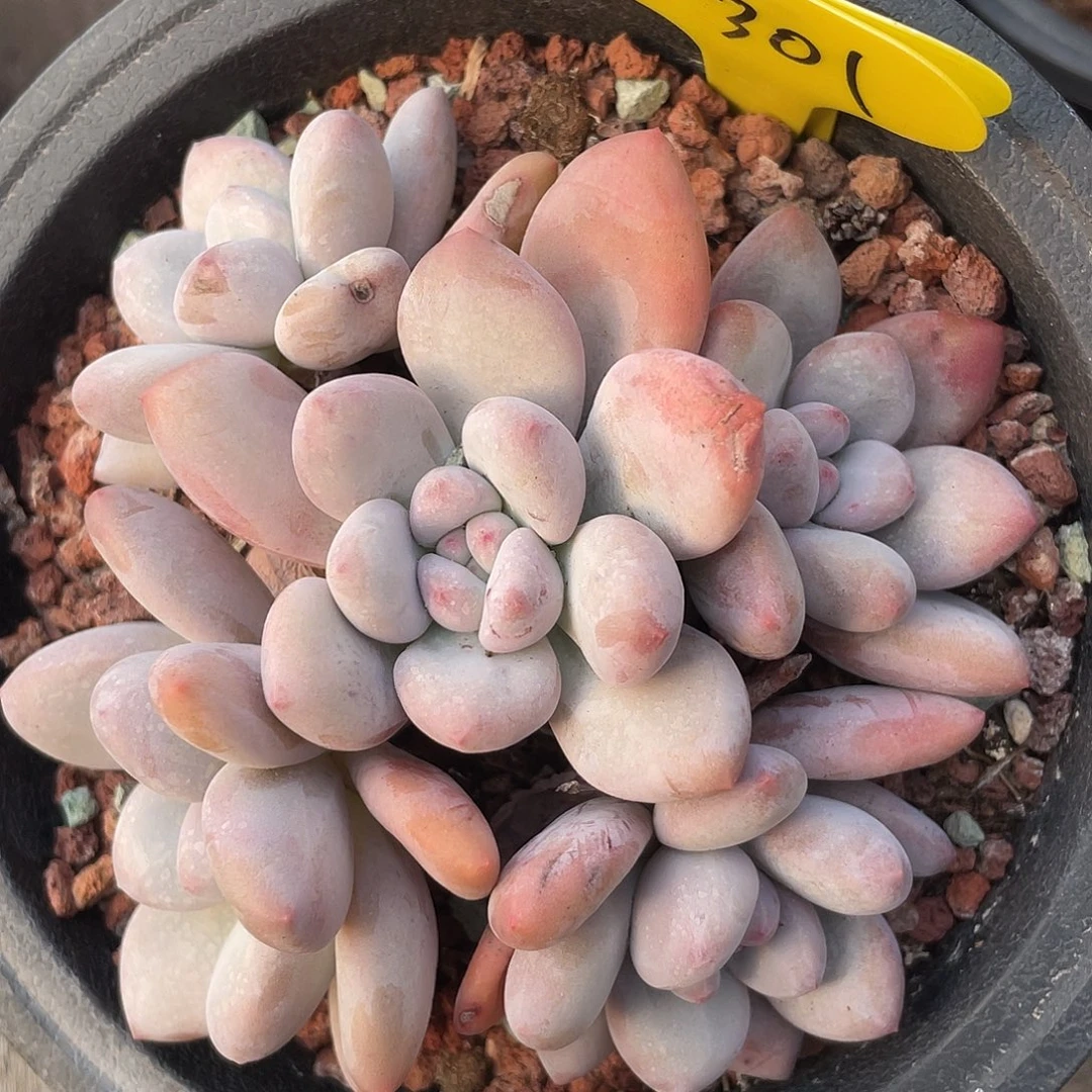 奶酪香水多肉植物301