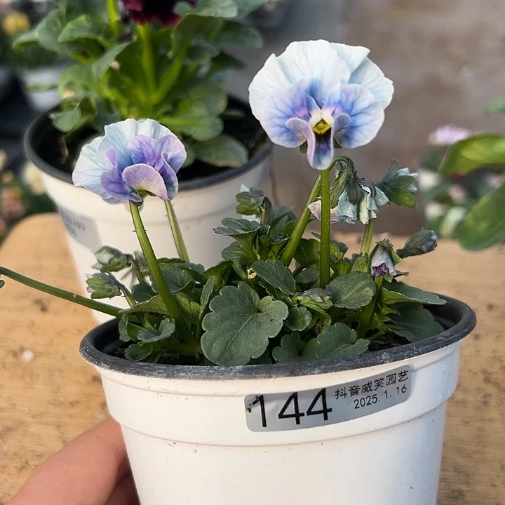 红陶抖音直播闪拍144