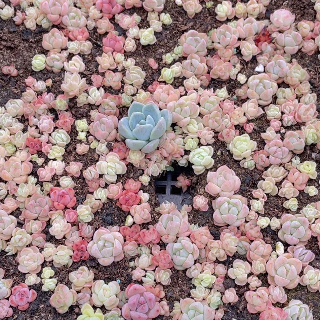 杰*?多肉植物多肉植物209