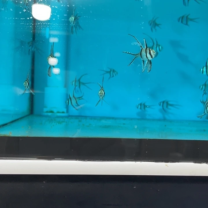 海水鱼野生巴黎天使开口颗粒