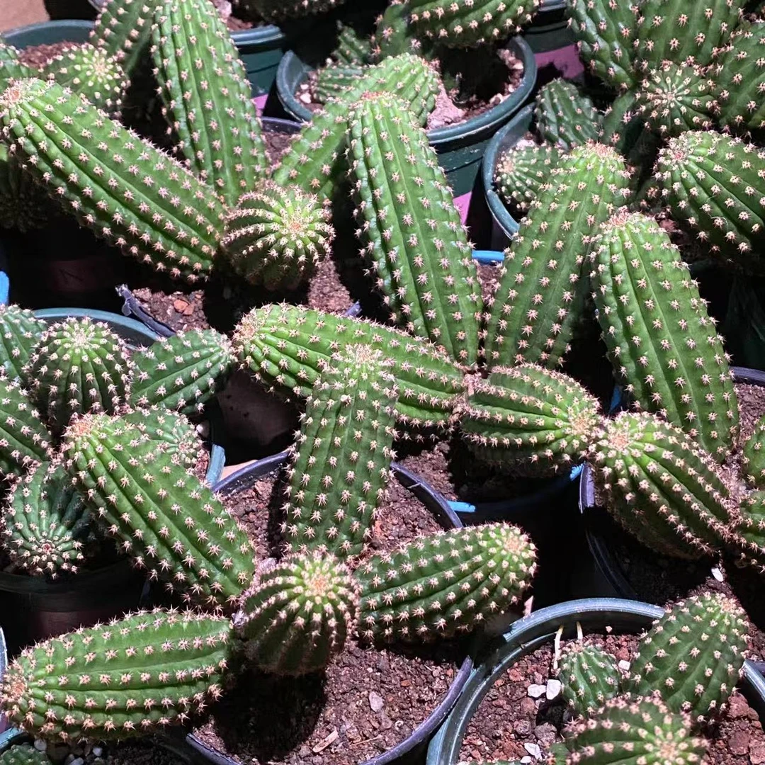 金四群仙人球植物漳州基地直发货 新手好养 室内外