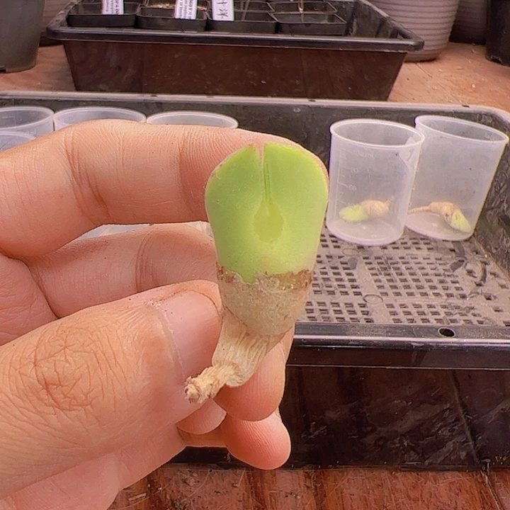 肉锥大眼睛/空蝉4