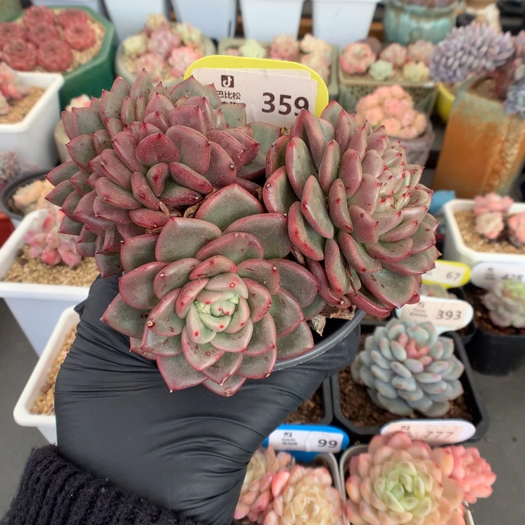 359 特价冬云缀多肉