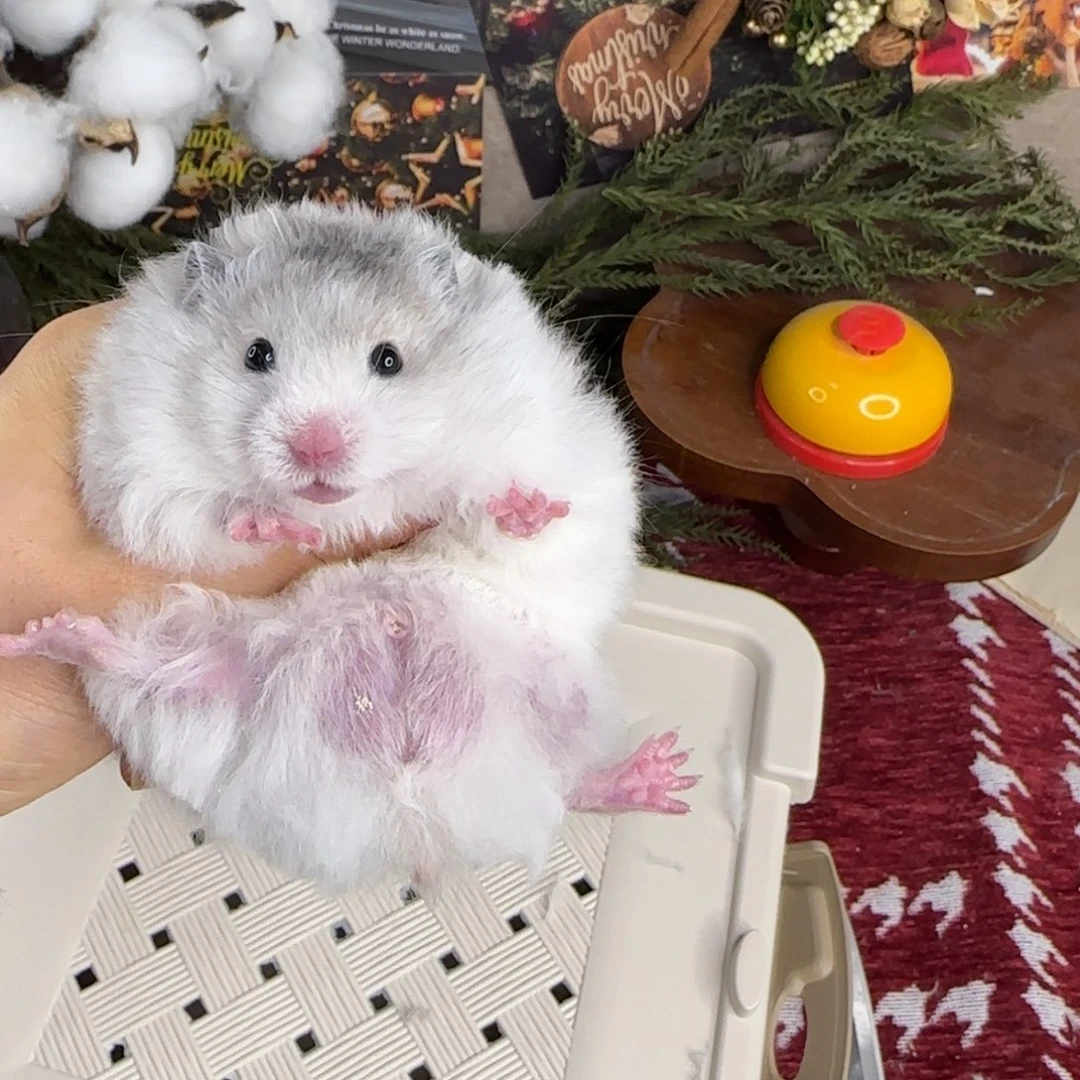 火波弟弟11.08生日