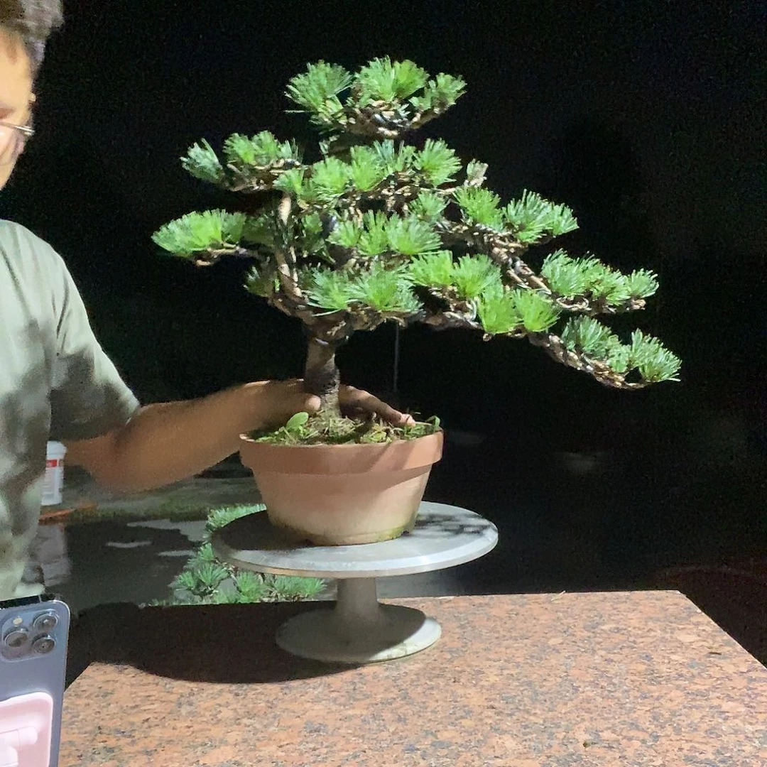 用***9无花朵五针松盆景