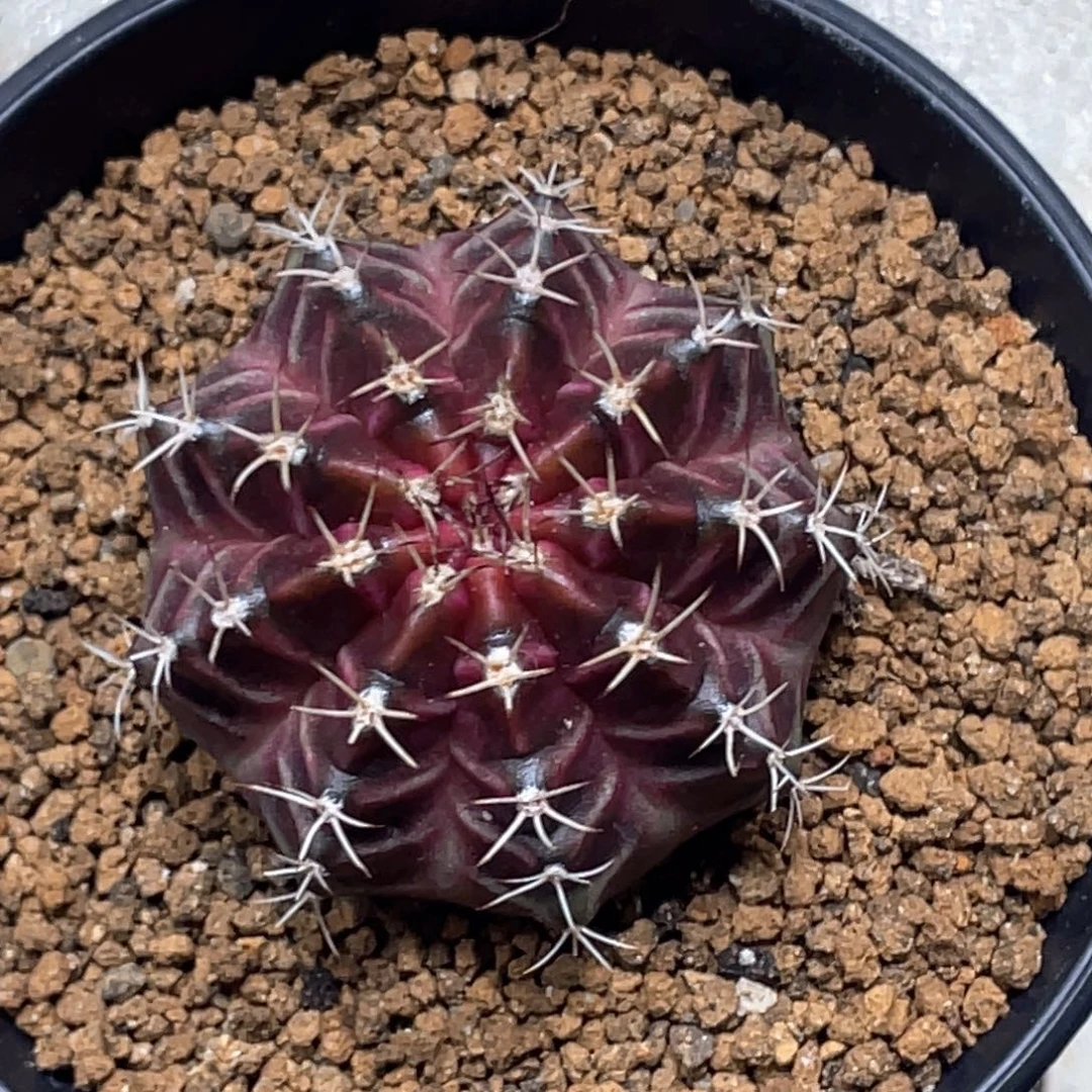 当前无花朵，栽培后可花朵紫红轮回12