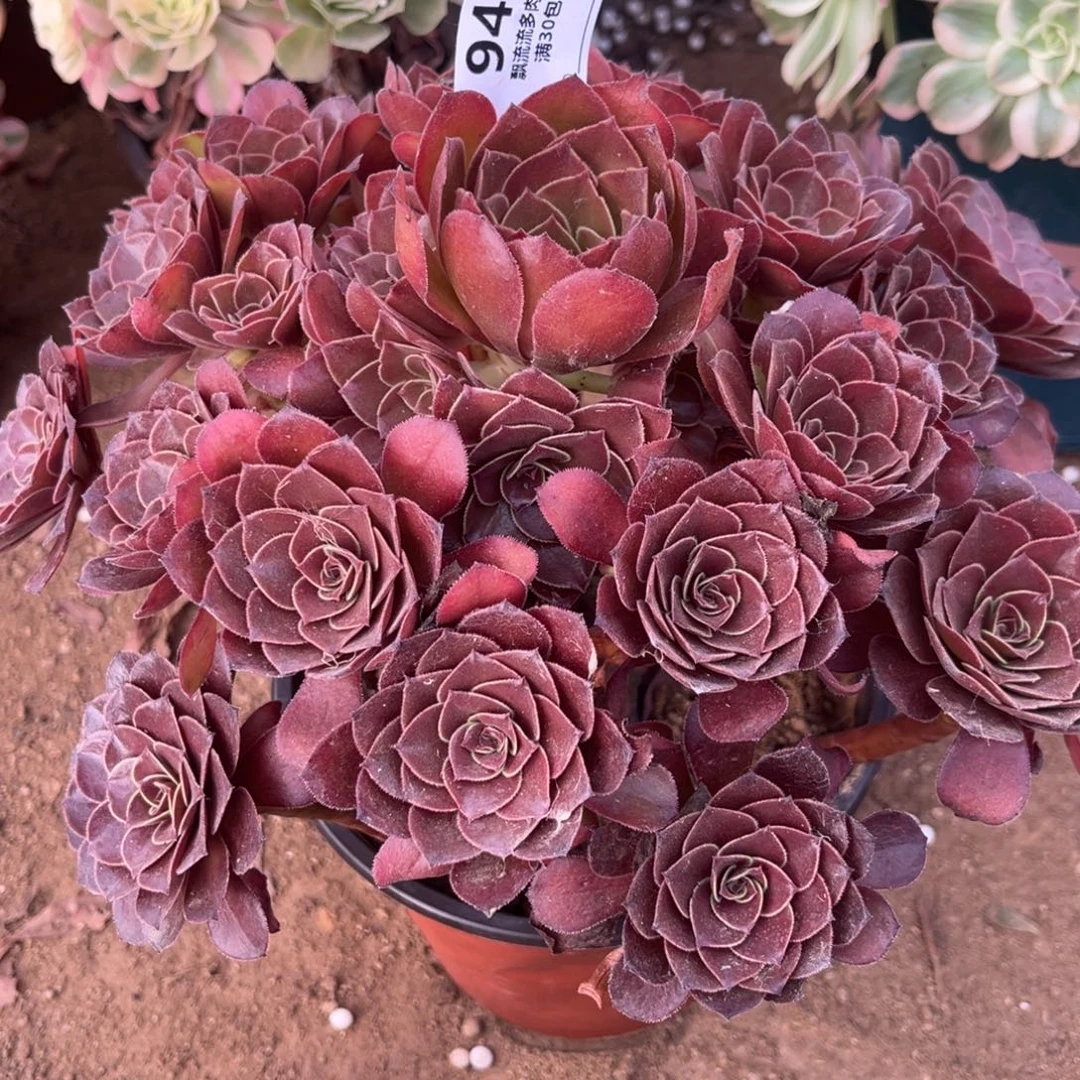 花月夜变异多肉法师948号