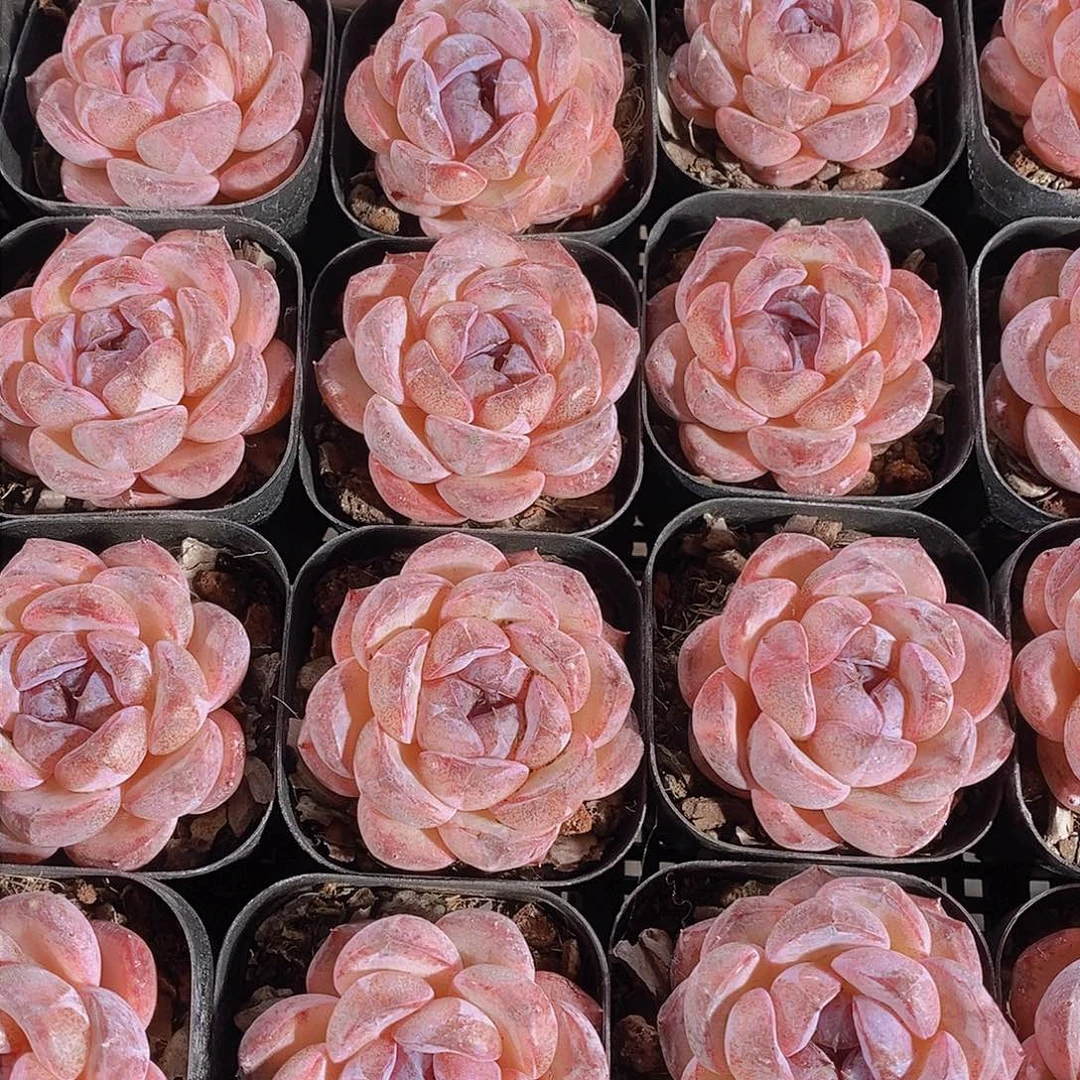 0207-小黑橙单头一颗 量拍