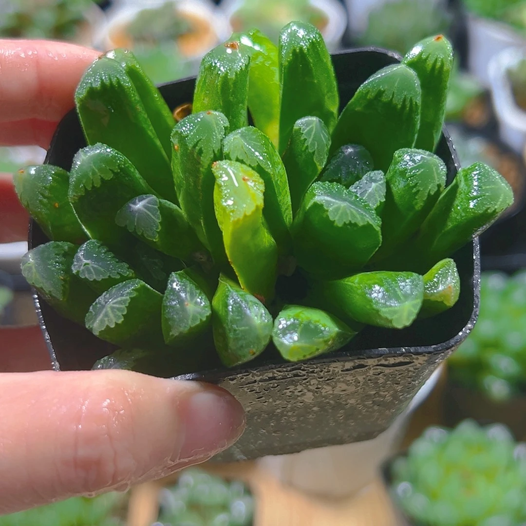 双头万象玉露多肉植物一颗