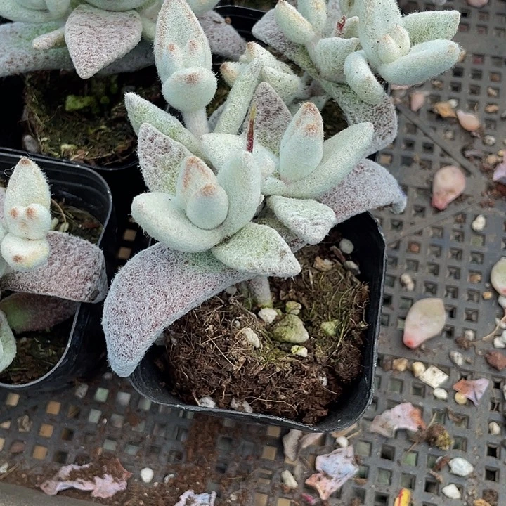 小白兔2.8带盆土