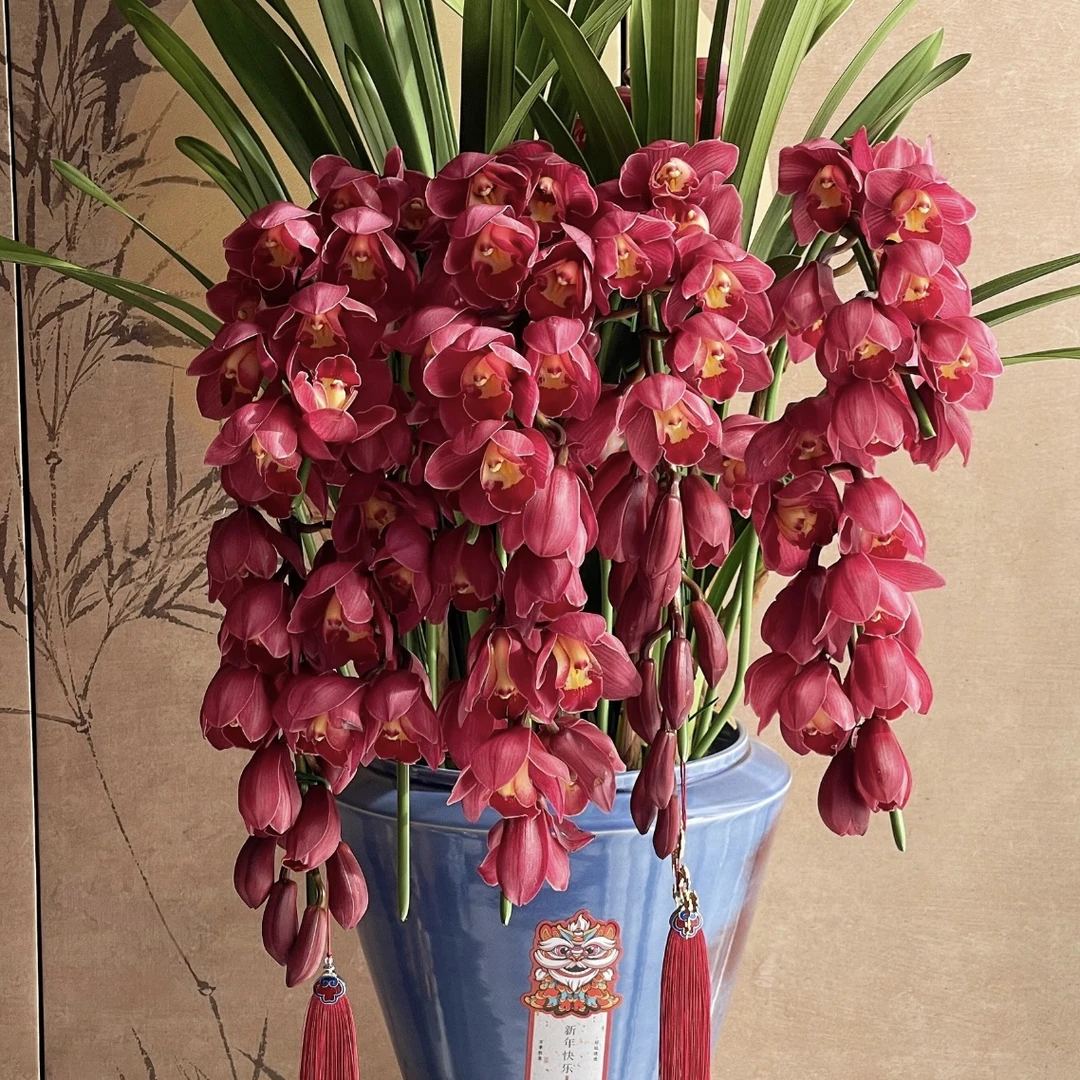 大红袍【4支花剑拱兰】大花蕙兰年宵花盆栽花卉多年生室内阳台