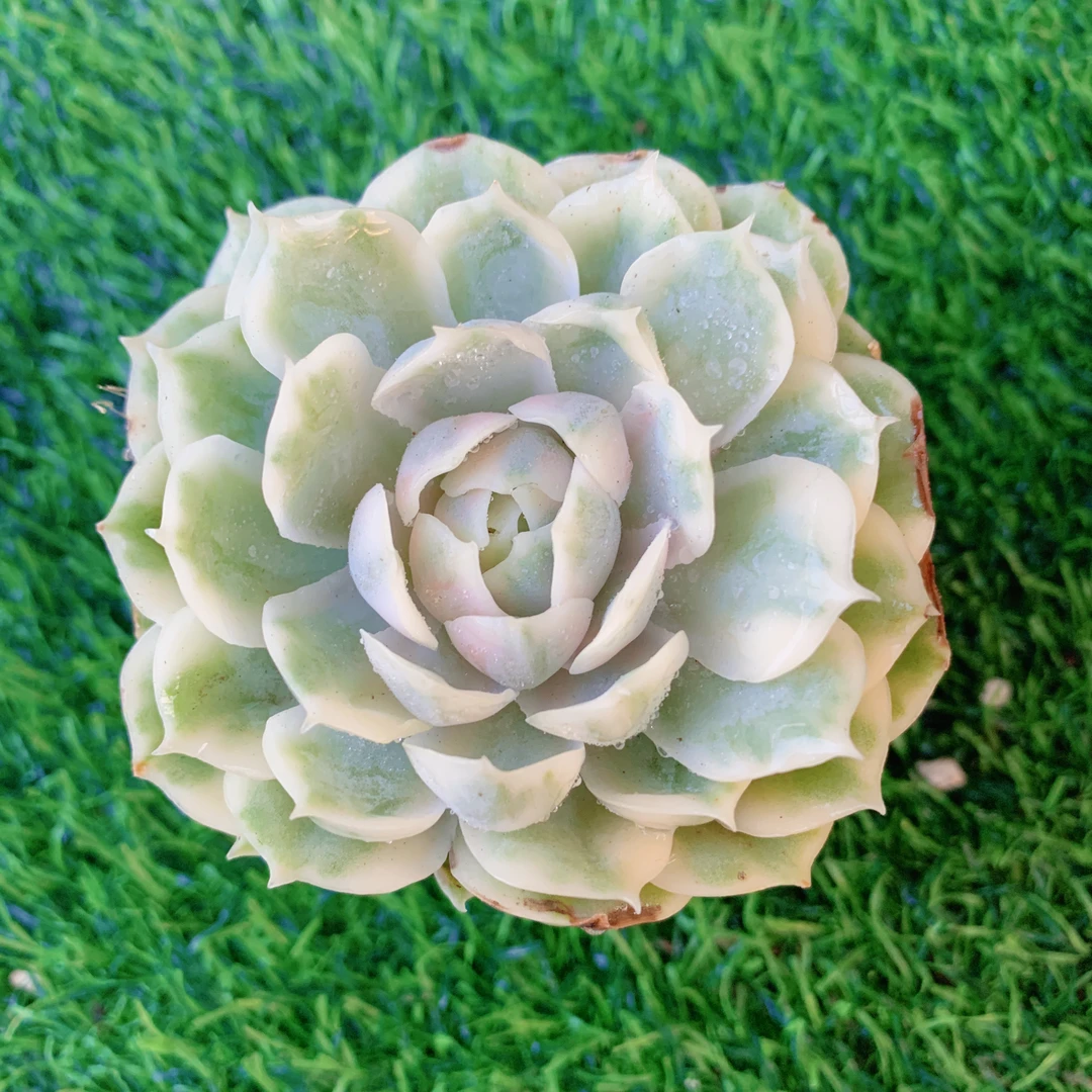 昂斯诺锦【花界草堂】精品多肉阳台盆栽新手易养双11一单包邮