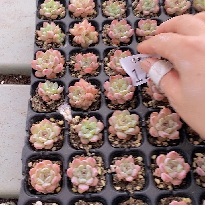 123 多肉植物盆栽植物