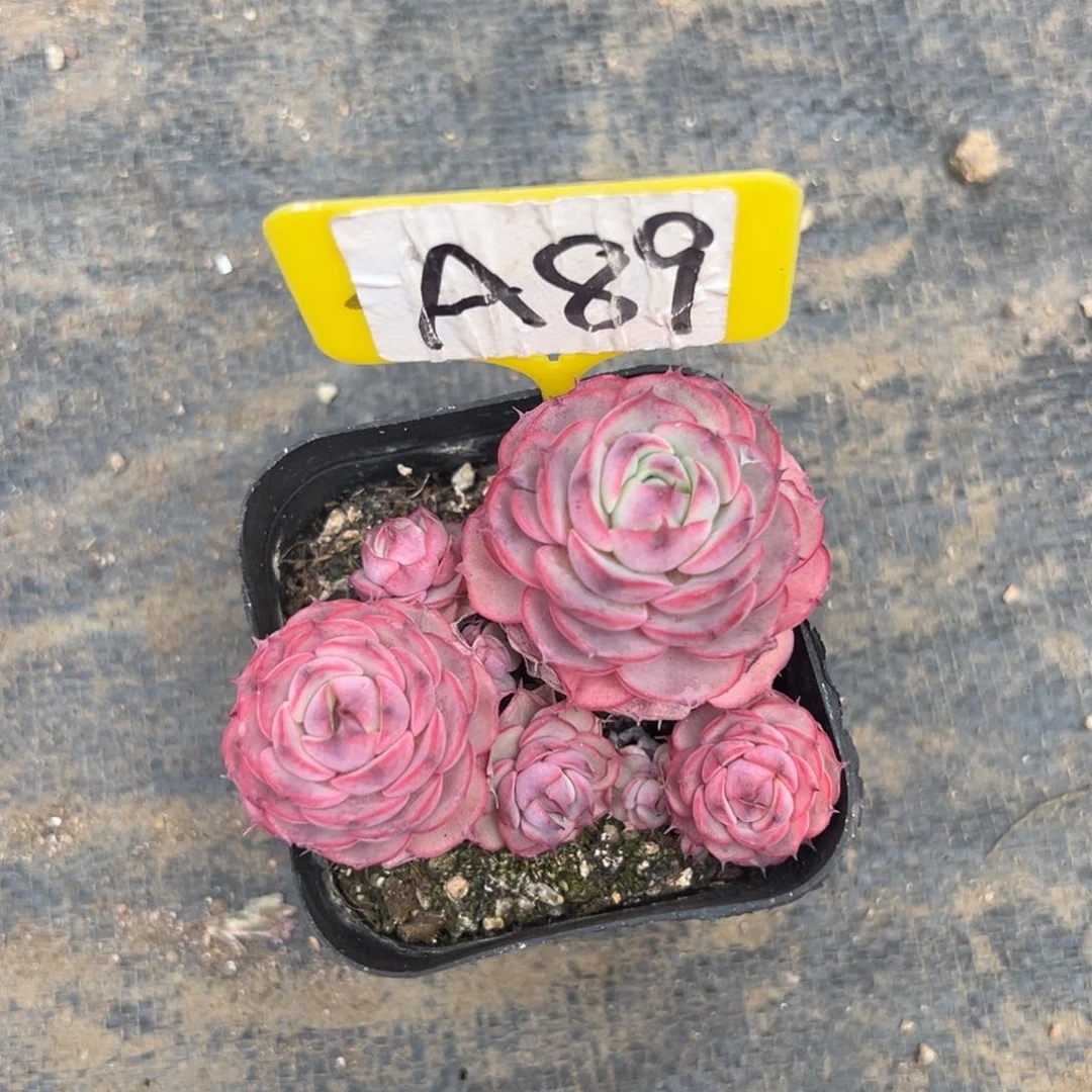 鱼*嗨A89惊鸿单头多肉