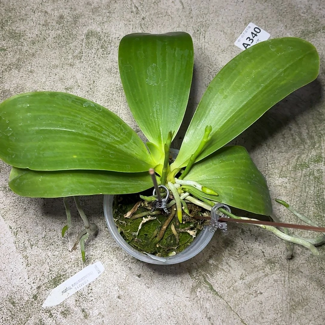 当前无花朵，栽培后可花朵A107yss1168五花剑