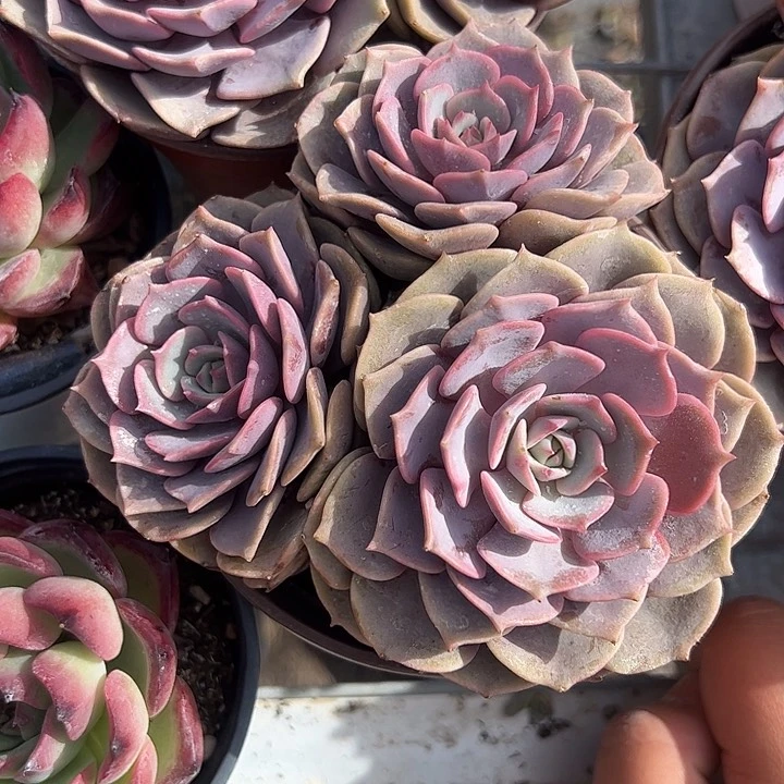 粉蝶多肉植物精品