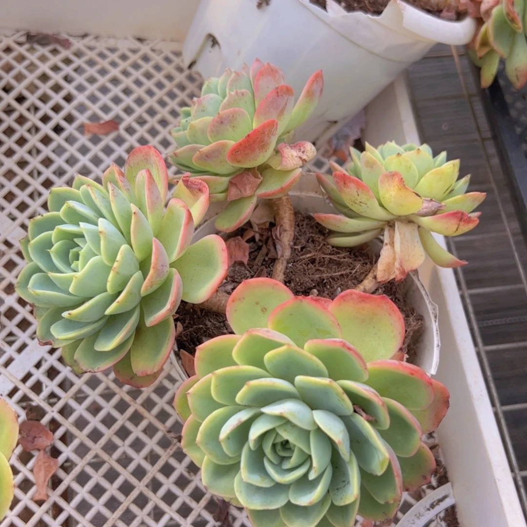 哈密瓜四大头起发