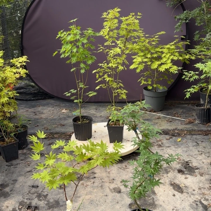 无花朵约旦枫树6