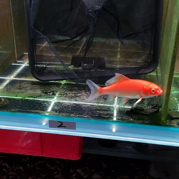 蝴蝶鲤迎***选2号蝴蝶鲤