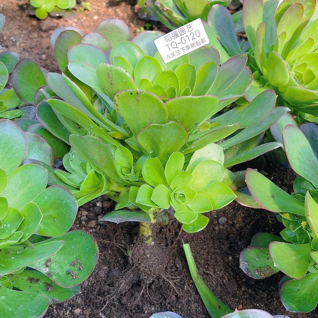 魅金多肉植物五号120