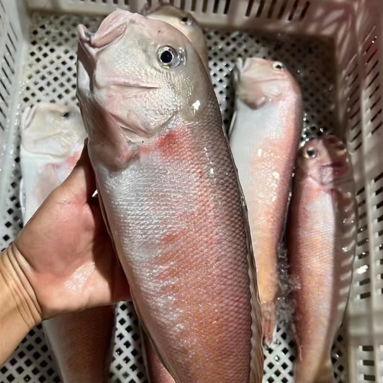 汕尾本港新鲜马头鱼，肉质嫩滑，香煎超赞！