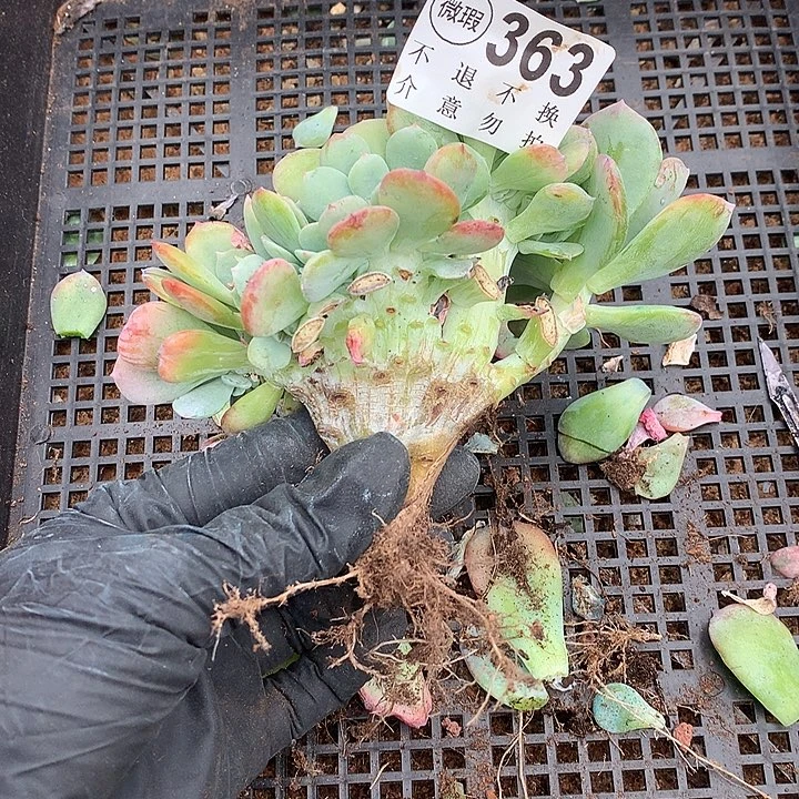 天鹅绒缀化 多肉植物25号左右发