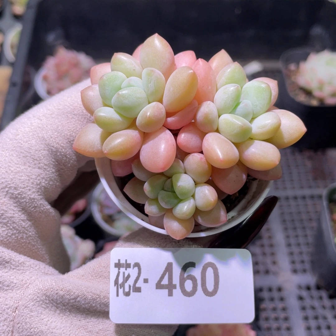 花利美2-460泡泡糖