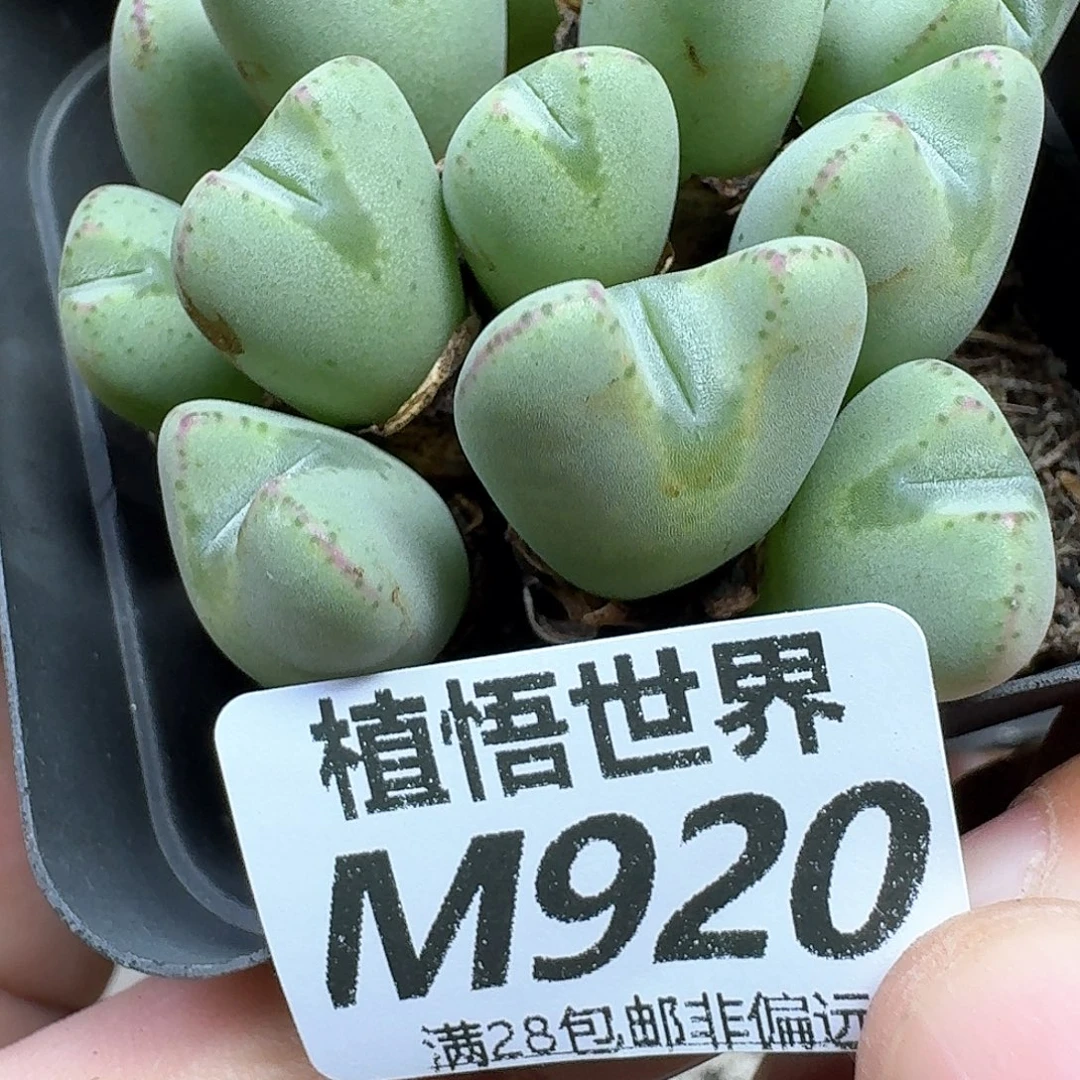 多肉植物的润泽我的