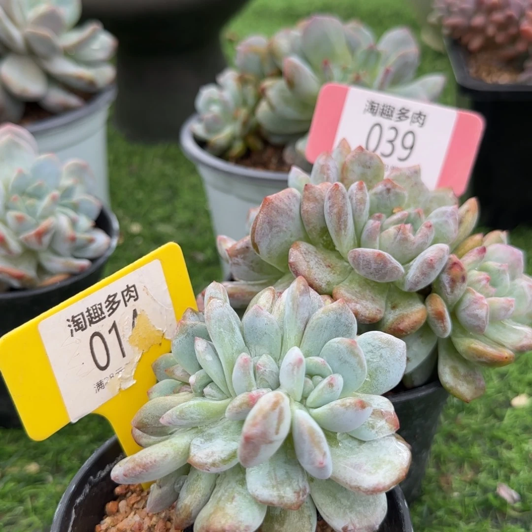 多肉植物石榴籽朵朵石化罪