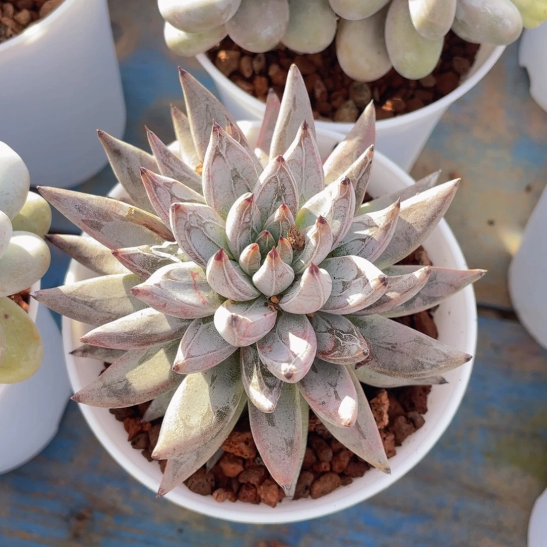 多肉植物盆栽多肉