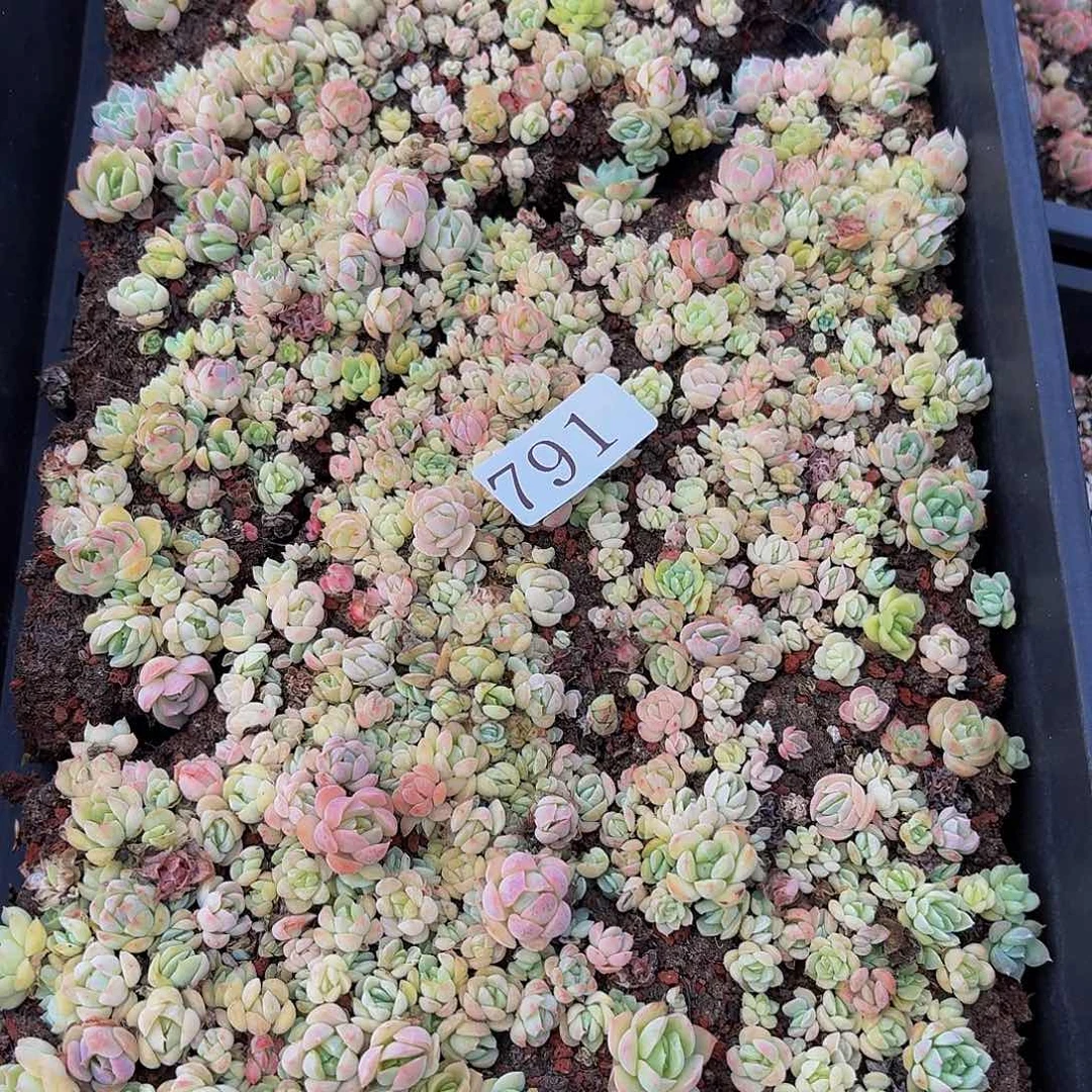 多肉植物多肉植物791