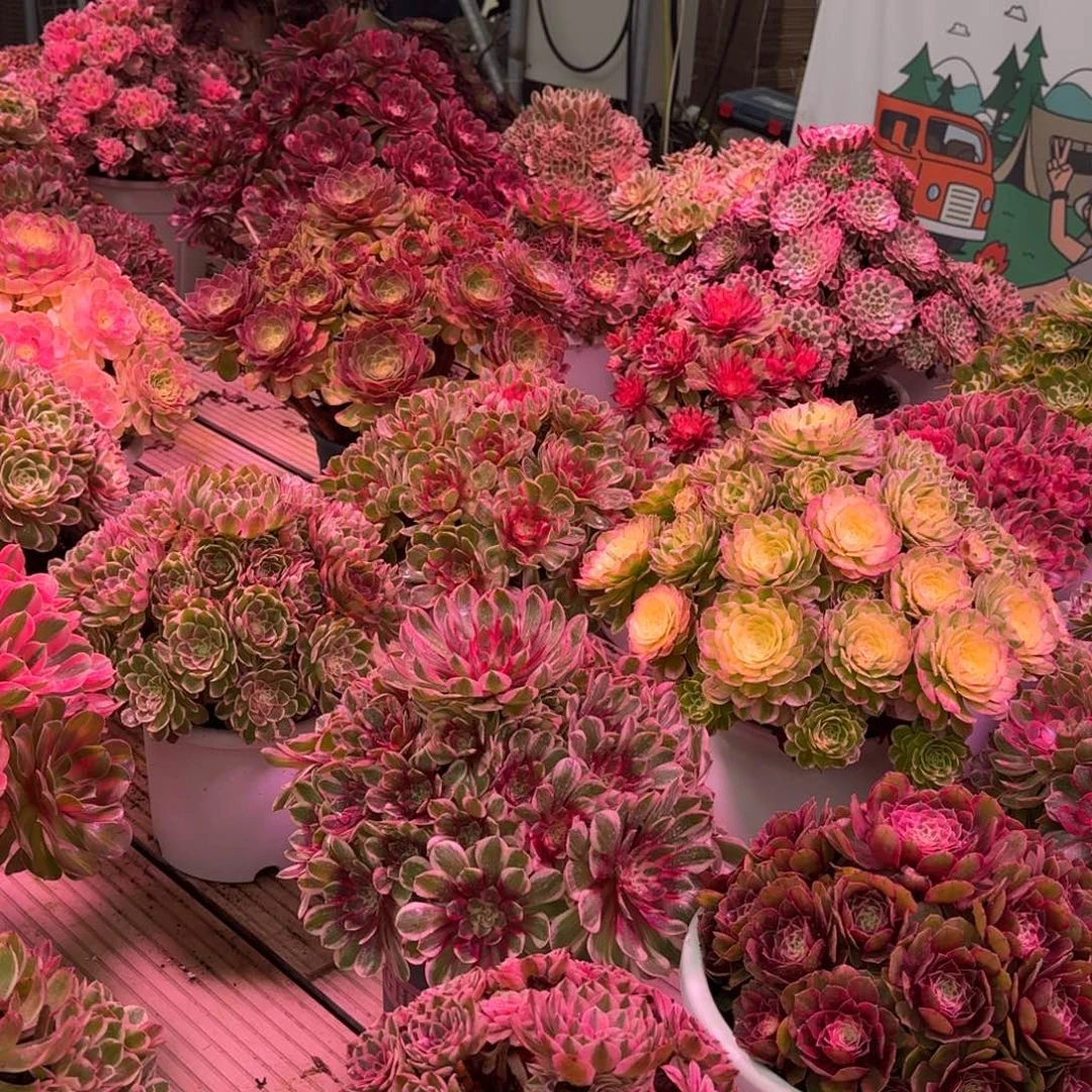 (***）绯闻多肉植物七杀福利