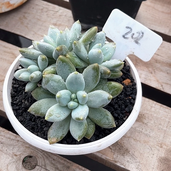 黄胖体哥特202号码牌子