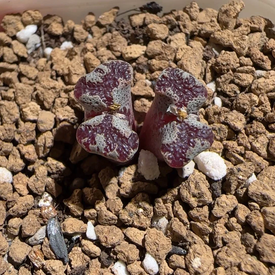 肉锥多肉植物组合-蝴蝶1032