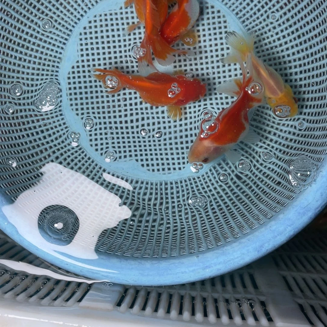 海水鱼花泰狮金鱼40